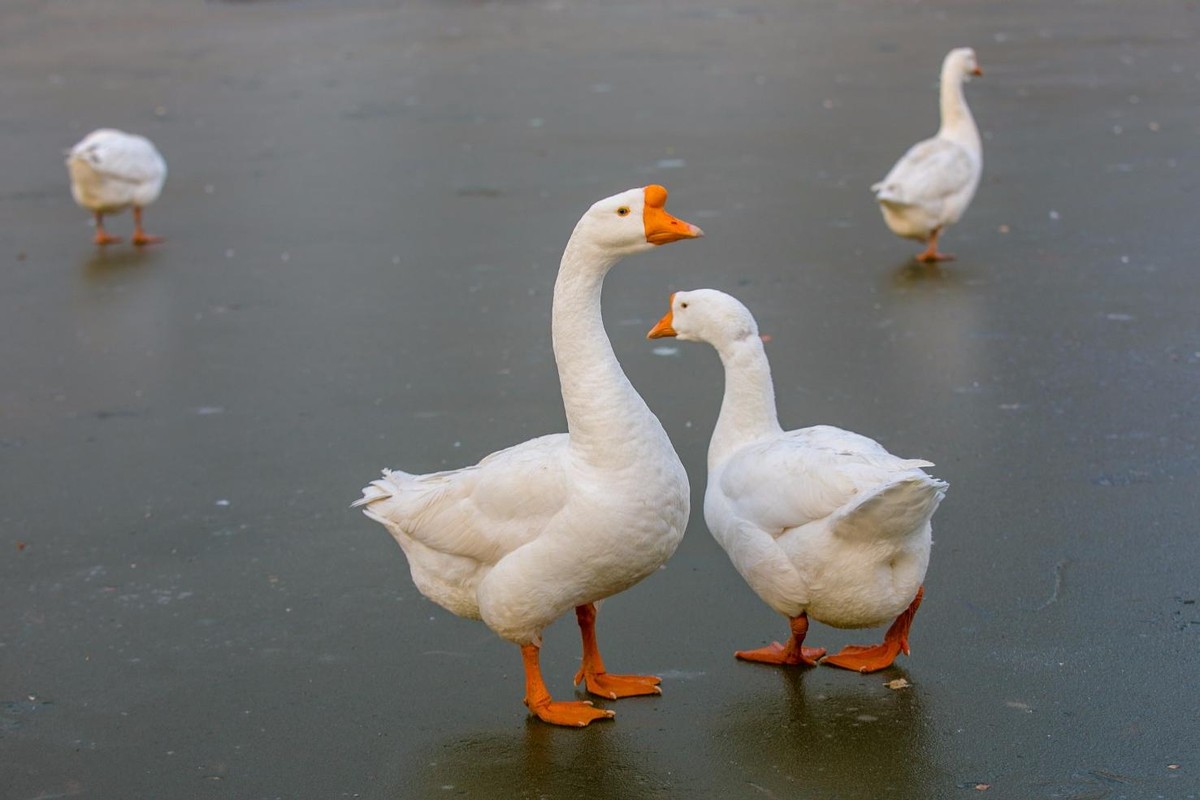 猪是蛇的克星这是真的吗,猪是龙的克星吗