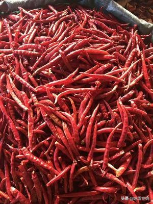 各种辣椒的介绍以及辣度,带你了解更多的辣椒知识