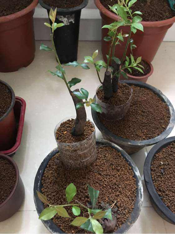 金弹子生桩好成活吗,金弹子生桩回芽后重新缠膜