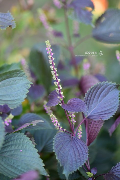 西餐常用的十三种香草介绍大全,西餐中常用的15种香料和香草