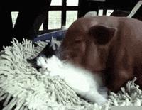 猫到底是什么状态,猫到底是个什么玩意儿