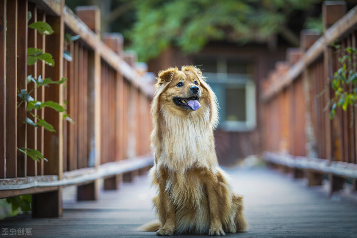 中华田园犬的优缺点及性格,中华田园犬幼犬有人歧视吗