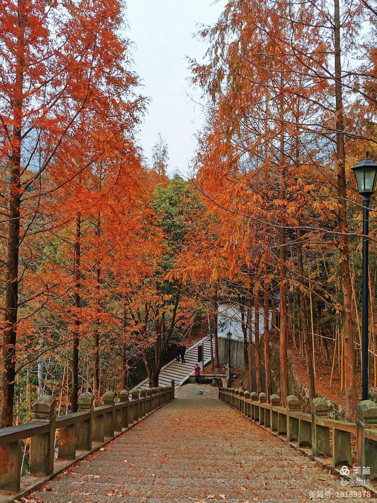 温州茶山五美园的故事,温州茶山五美园