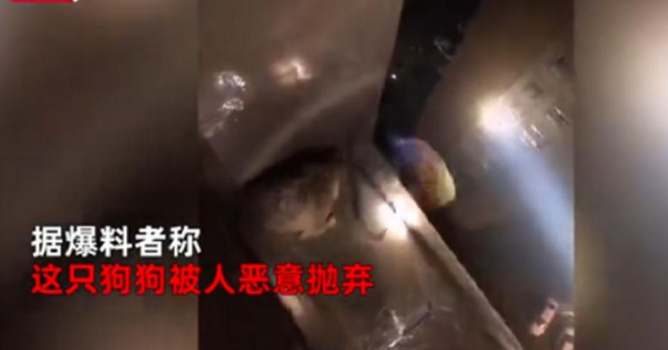 小狗突然消失摔下楼梯,小狗假装被抛弃原视频