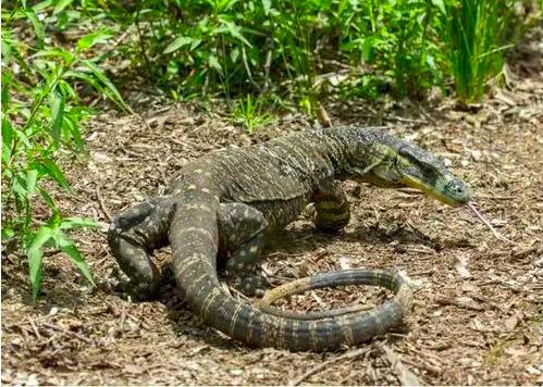 五爪金龙巨蜥现身云南,国宝级圆鼻巨蜥现身云南龙陵