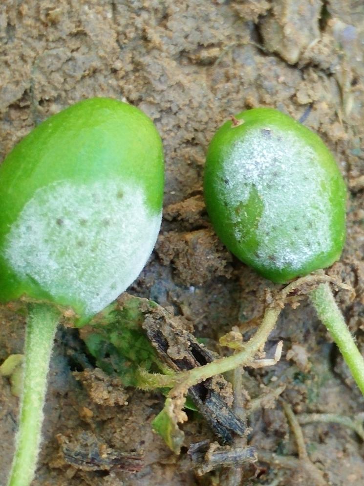 台湾青枣怎么处理,大青枣黑点病的防治
