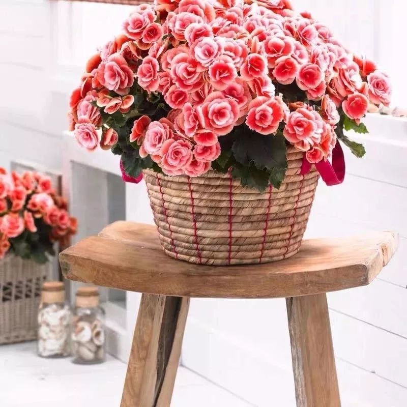 高级好看易养的花卉,最漂亮最迷人的大丽花图片