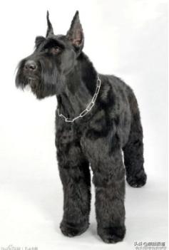 金毛禁养犬名单曲靖,曲靖麒麟区城区养犬标准规定