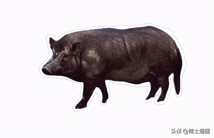 美国控制了中国养猪业吗,中国生猪被美国垄断吗