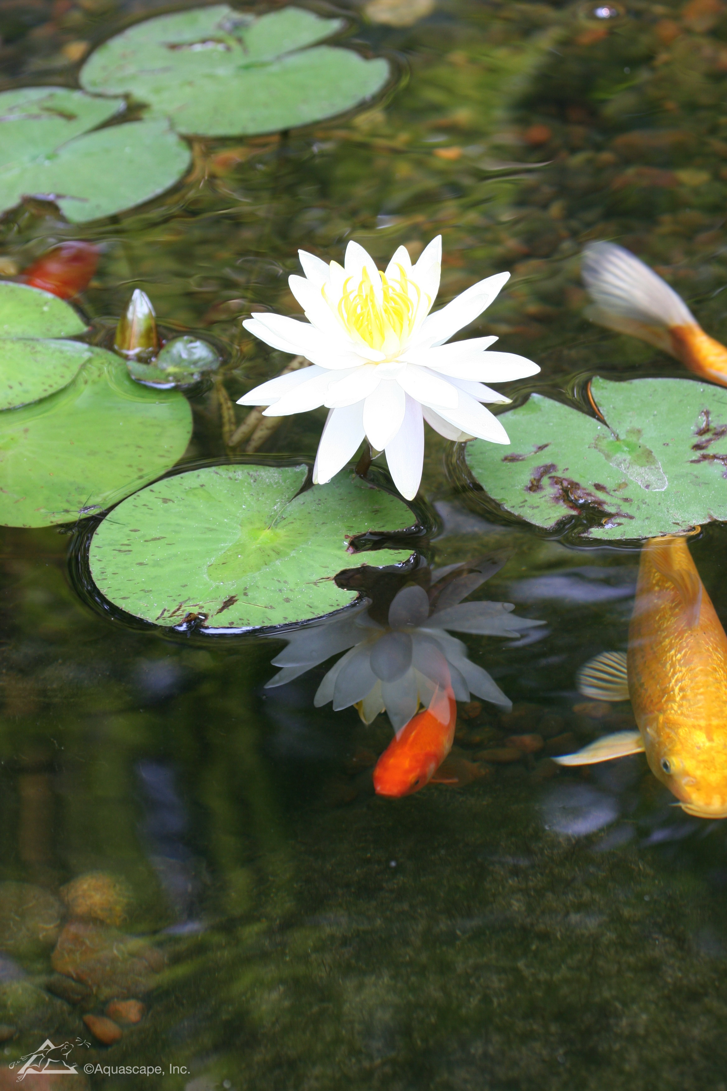 虎斑睡莲种植方法图解,睡莲根块种植方法视频