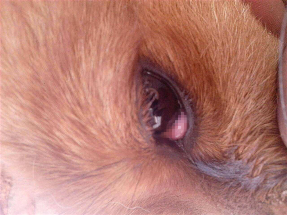 狗狗息肉不明显需要处理吗,狗狗眼睛长了息肉保守治疗