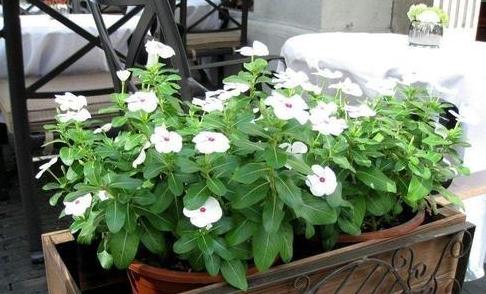 盆栽蚂蚁怎么快速处理掉,盆栽里面有蚂蚁怎么消除