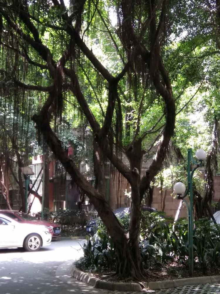 成都网友投诉怡丰新城小区榕树成灾危及行人，高新管委会回应