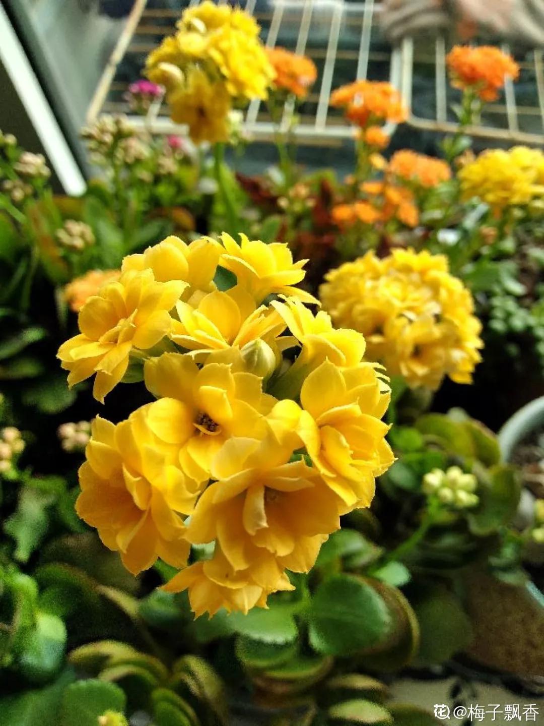 12星座该养什么花最好,12星座专属养的花是什么