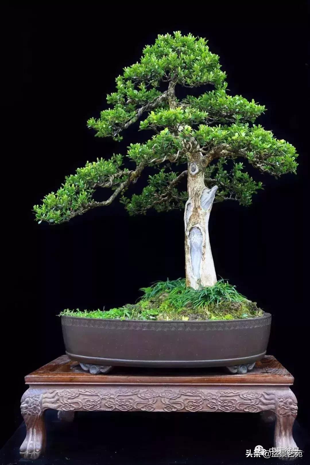 天生好养的36种盆景植物,好养的大盆景植物推荐