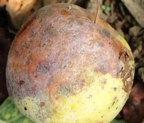 苹果树病虫害防治视频,苹果树病虫害全年防治大全