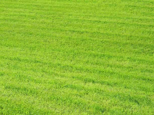 内蒙古哪的羊肉最好吃,内蒙古的羊肉为什么羊膻味重