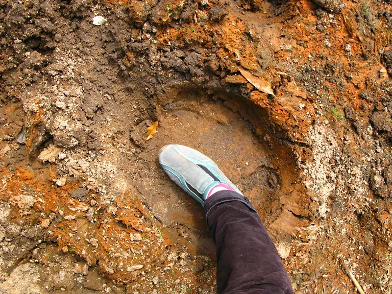 大象能吃带壳的榴莲么,大象吃榴莲带壳