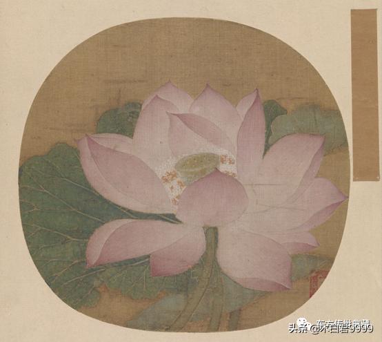 宋代吴炳的出水芙蓉图属于白描吗,南宋出水芙蓉图中的荷花的尺寸