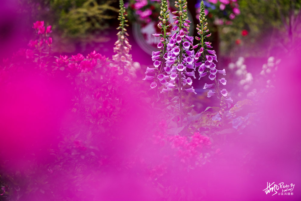 上海国际花展一览表,上海国际花展一览