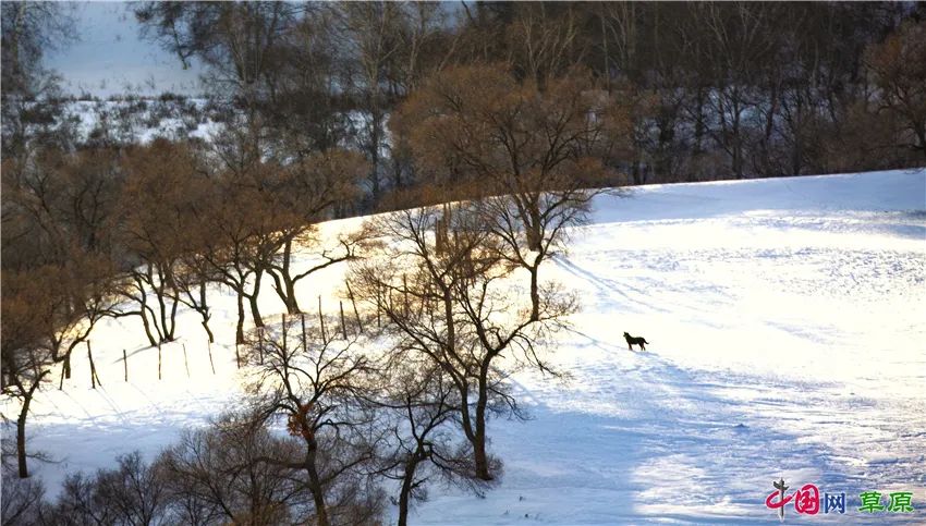一起去看美丽的坝上草原,秋季坝上草原游记