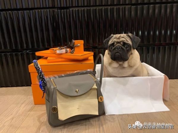 非常好看的宠物包,大家的包都带什么玩偶