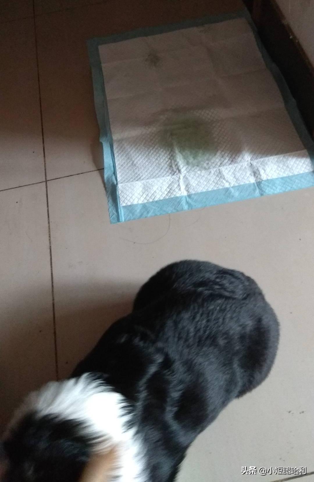 狗舍怎么养柯基,新手养狗适合养柯基吗