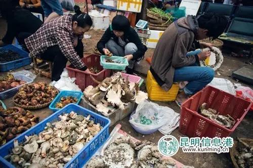 昆明游玩攻略不花钱的地方推荐,昆明市市区游玩攻略