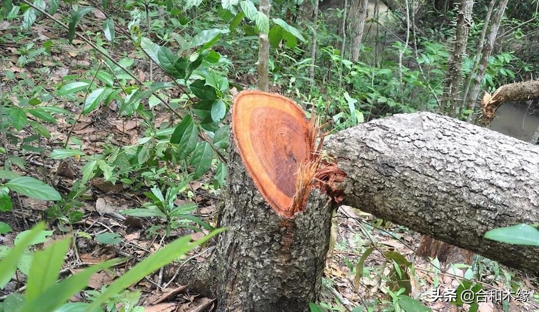老红木酸枝和交趾黄檀有什么区别,大红酸枝交趾黄檀原木色