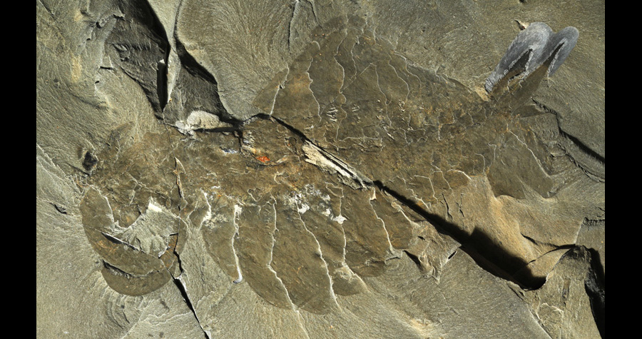 奇虾的故事1：恐虾首霸