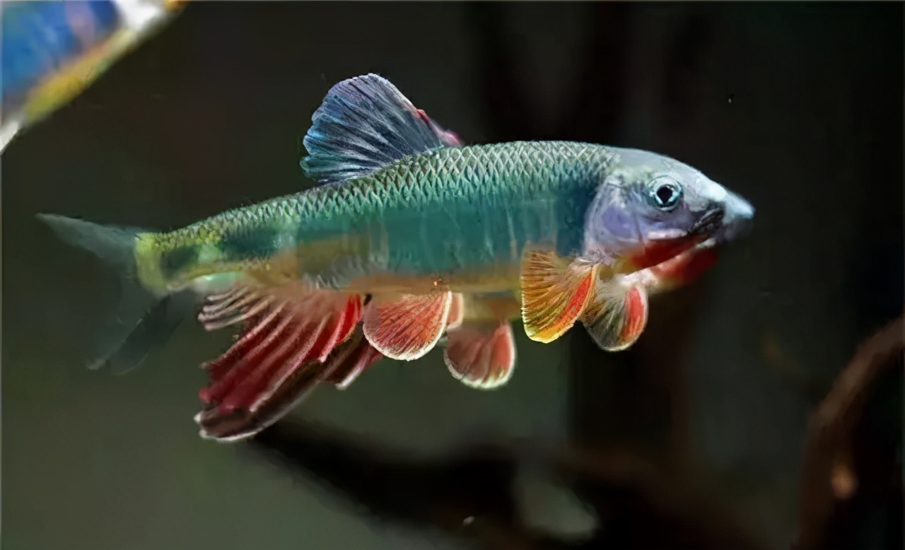 马口鱼又香又脆,马口鱼有灵性吗