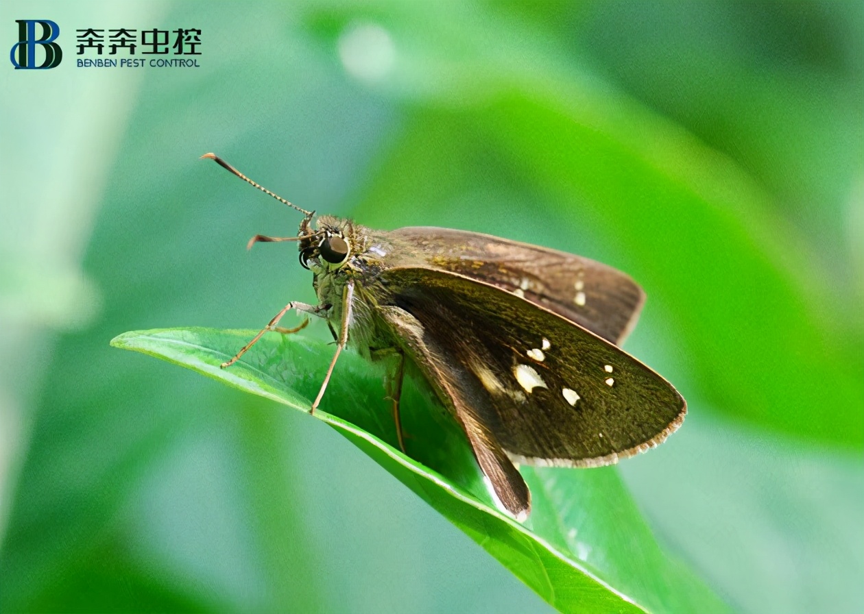 飞蛾飞入家中,小飞蛾飞进耳朵里怎么办呢