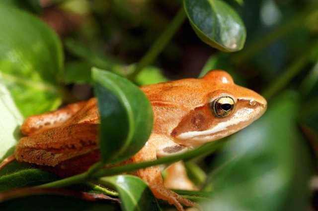 特产谱之动物人参：位列上八珍，称软黄金，在冰雪下冬眠五六个月