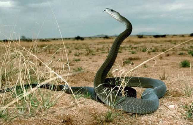 东非大草原狮子和鬣狗战争,鬣狗女王与狮群