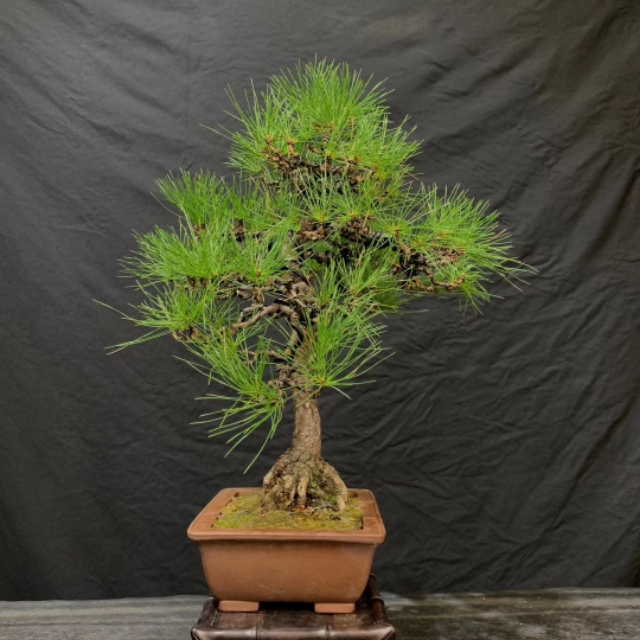 日本三河黑松盆景北方过冬,日本三河黑松小盆景