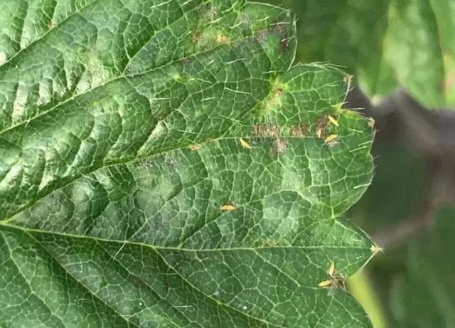 草莓花期蓟马危害用什么药,草莓大棚里的蓟马怎么防治