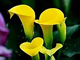 马蹄莲品种及图片欣赏大全,马蹄莲有几种品种图片