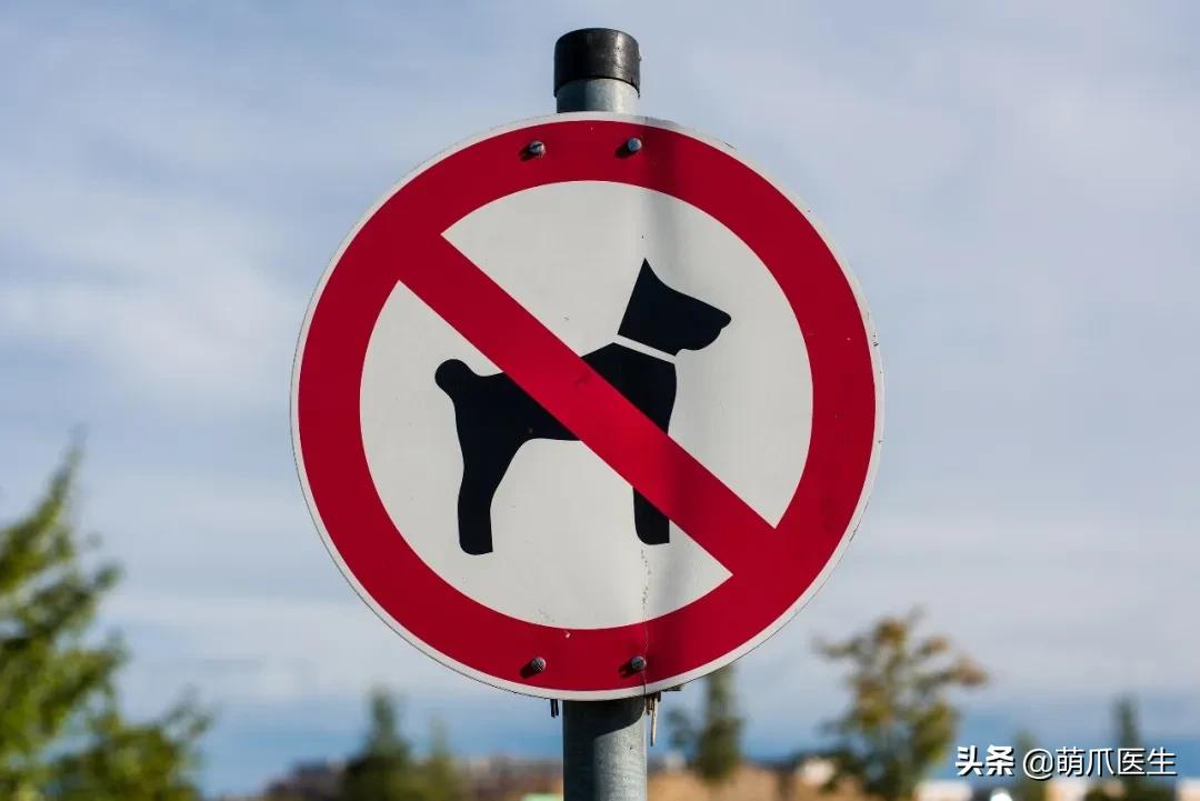 懒人养的猫很粘人吗,猫养得越久越粘人