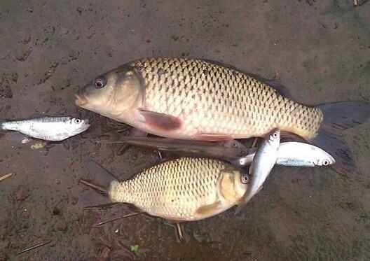 钓鱼提竿刺鱼和溜鱼技巧,钓到大鱼怎样正确提竿溜鱼