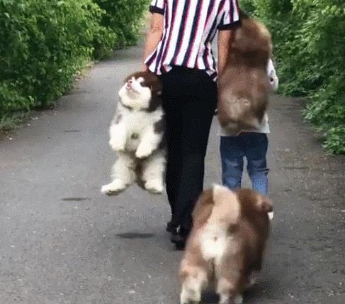 祝铲屎官麻麻节日快乐!毛孩子的行动超暖心了