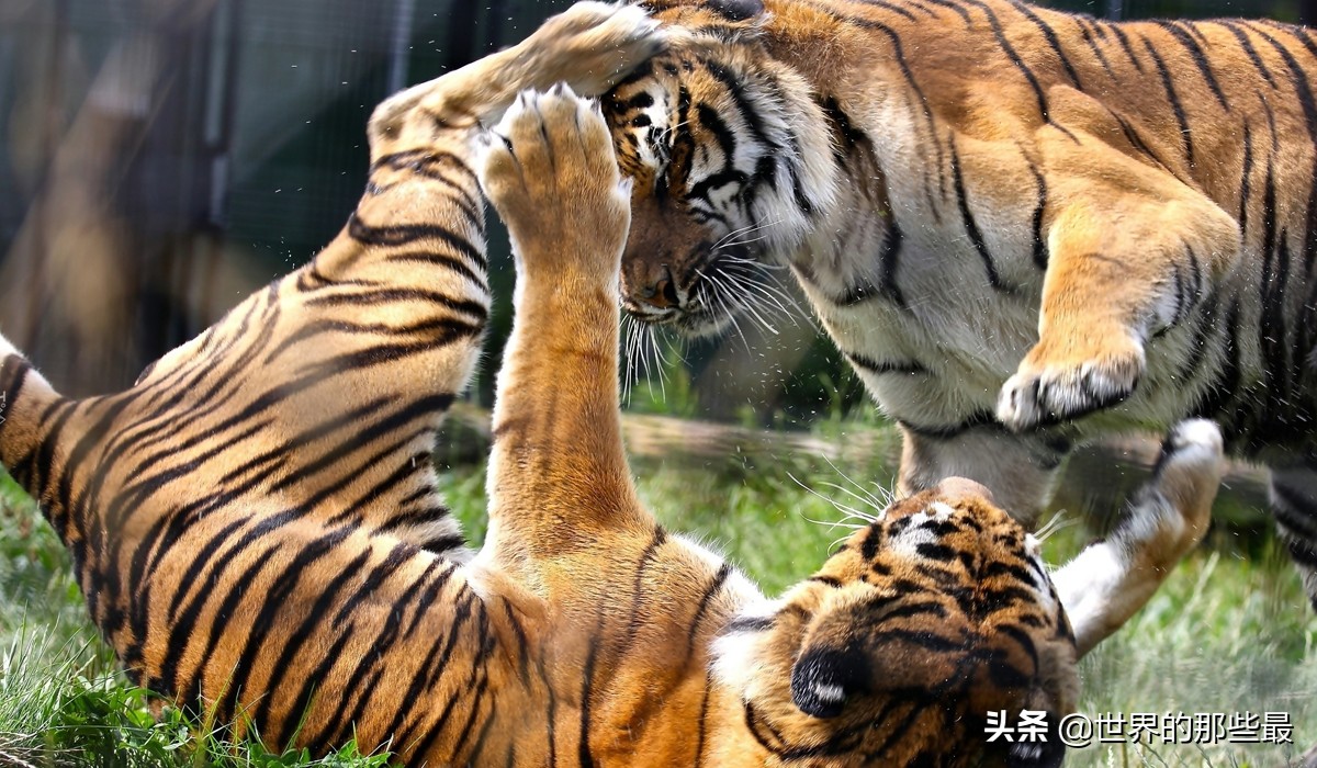 老虎先天优势比狼强,老虎单挑太弱怎么办