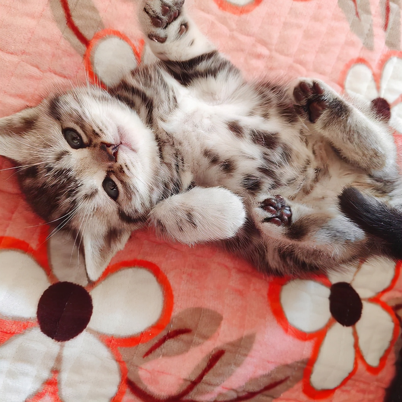 猫咪哪些表现表示过得很幸福,猫咪有哪种表现说明它很幸福