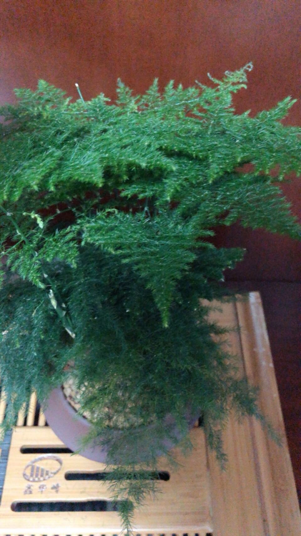 文竹黄叶一定要剪掉，做好“3件事”，新芽不停长，如层层翠云