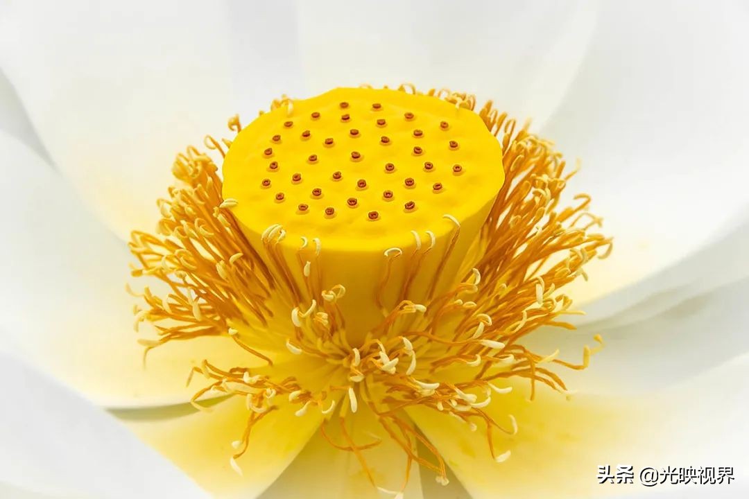 世界级国际花园摄影大赛,中国最美花园摄影作品