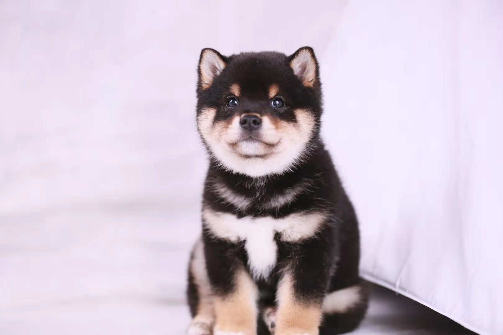 养一只柴犬一个月多少钱,养一只柴犬一个月要多少钱