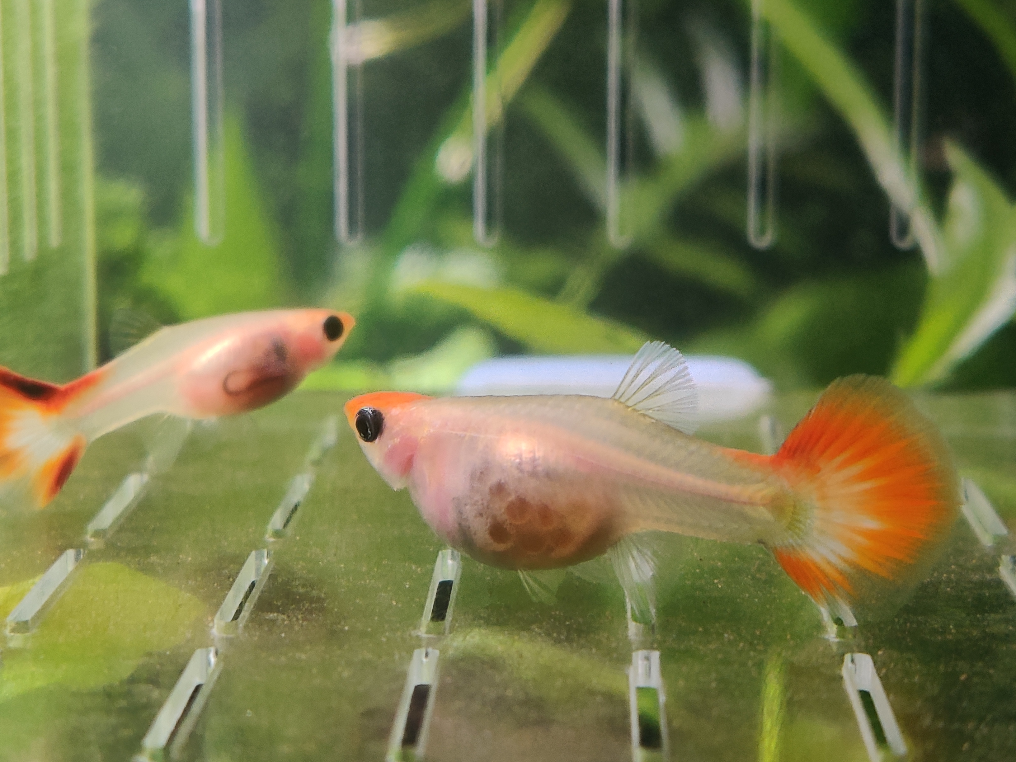 颜色对鱼的吸引力,颜色对锦鲤的影响