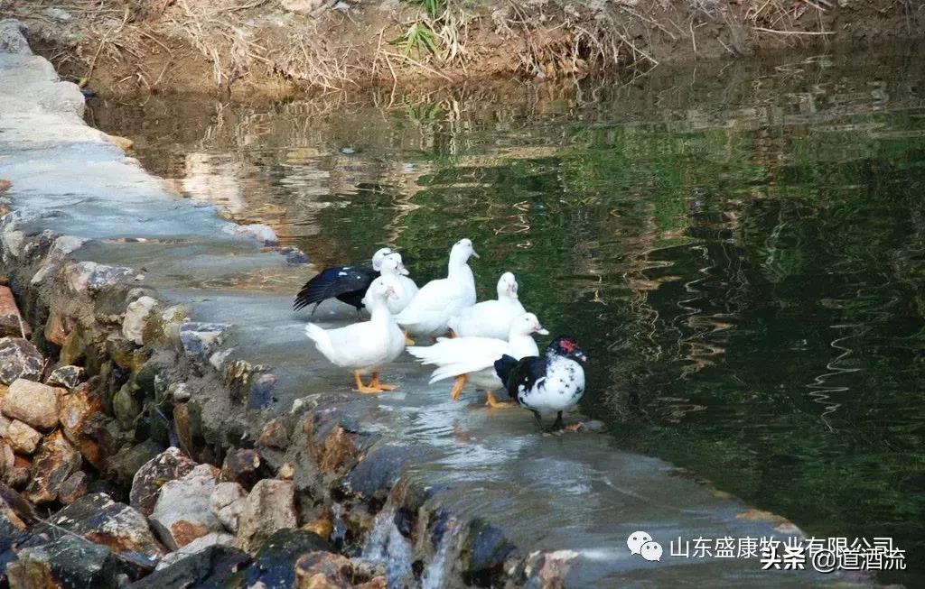 鸭子烂嘴脱皮怎么治疗,鸭子烂嘴怎么办