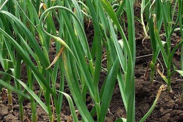 种植大蒜时大蒜要泡吗,大蒜起垄种植好还是畦面种植好