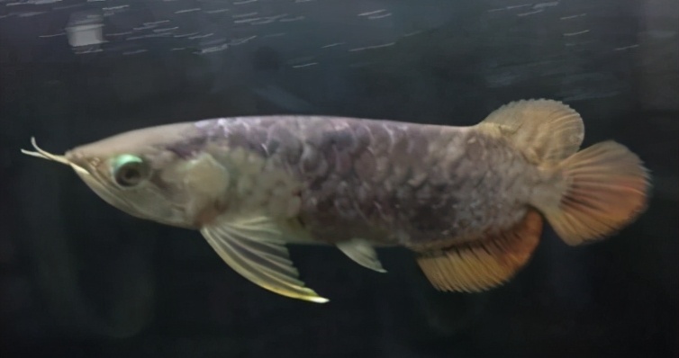 龙鱼疾病治疗视频,龙鱼常见病100种