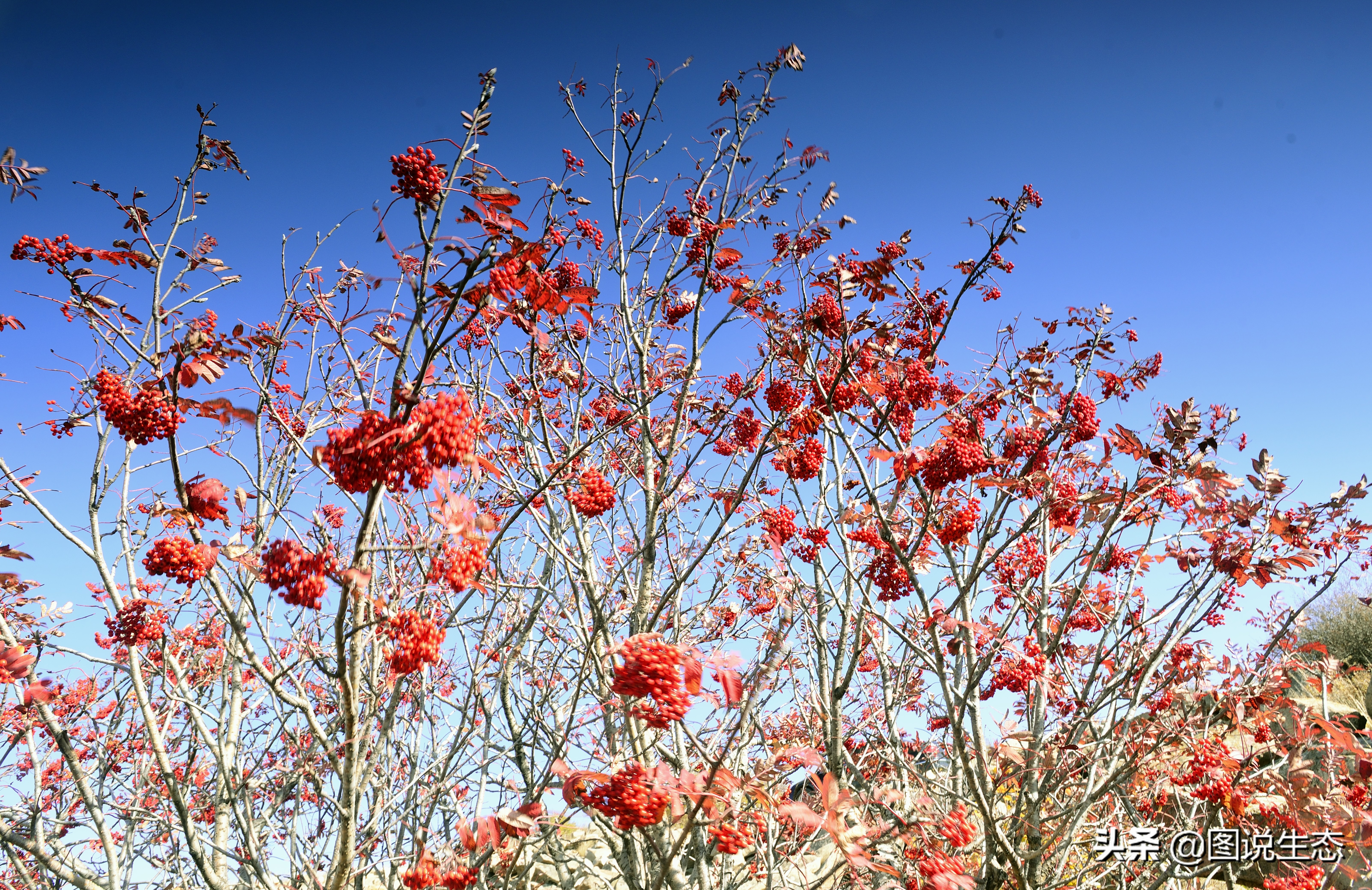 20年风雨治沙路，绿水青山秀丰宁